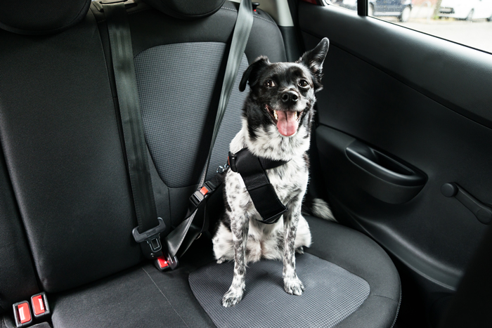 Transporte y cinturón de seguridad para perros en coche